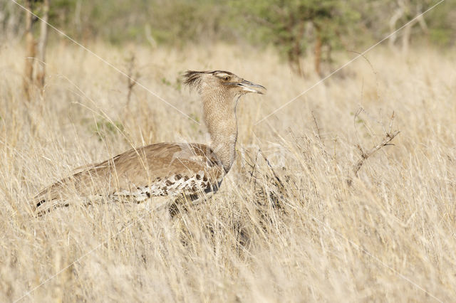 Kori Bustard (Ardeotis kori)