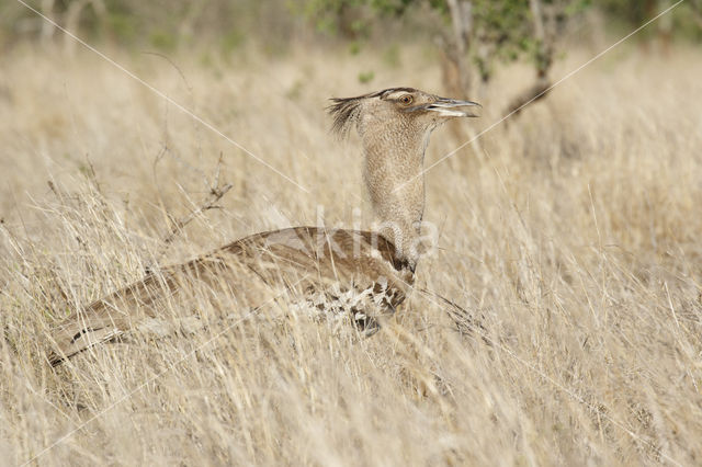 Kori Bustard (Ardeotis kori)