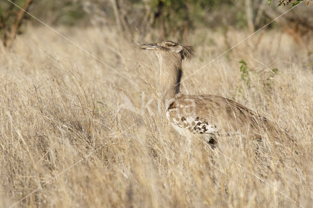 Kori Bustard (Ardeotis kori)