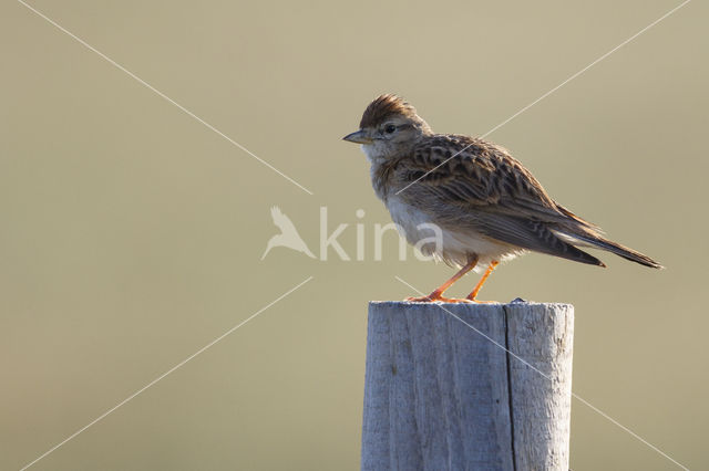 Short-toed Lark (Calandrella brachydactyla)