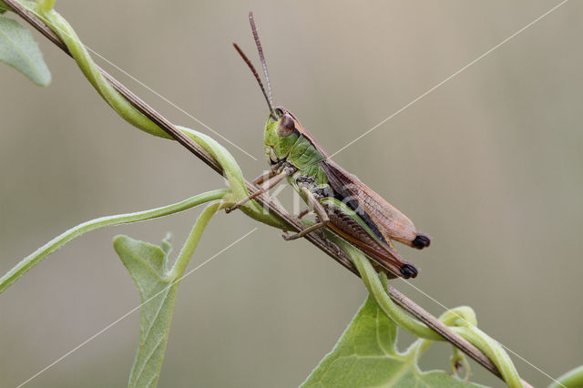 Meadow Grasshopper (Chorthippus parallelus)