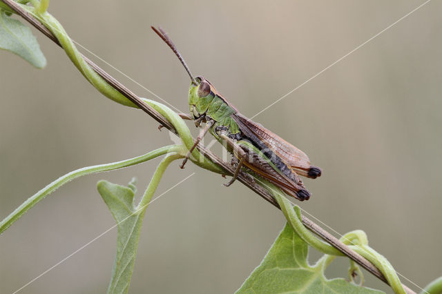 Meadow Grasshopper (Chorthippus parallelus)