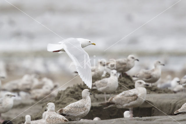 Kumliens Meeuw (Larus glaucoides kumlieni)