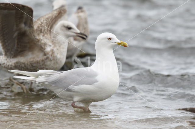 Kumliens Meeuw (Larus glaucoides kumlieni)