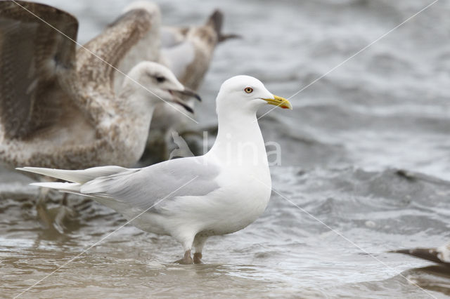 Kumlien's gull (Larus glaucoides kumlieni)