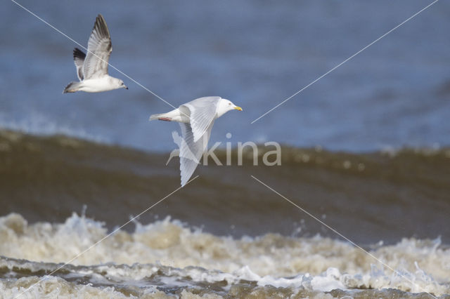 Kumliens Meeuw (Larus glaucoides kumlieni)