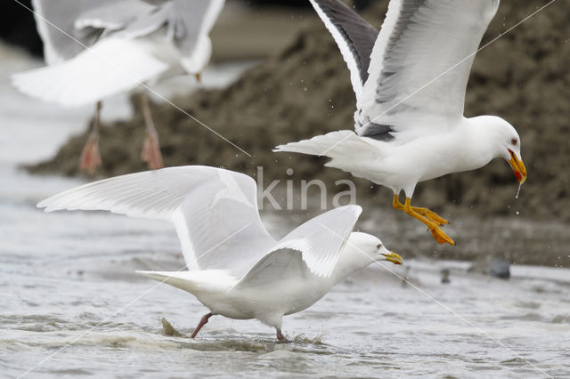 Kumliens Meeuw (Larus glaucoides kumlieni)