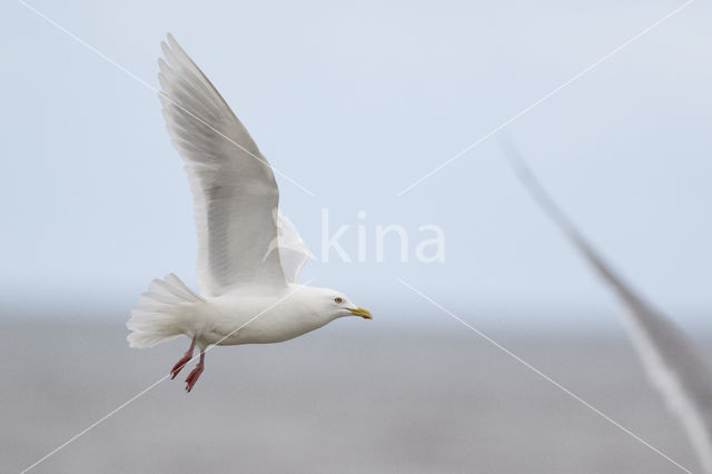 Kumliens Meeuw (Larus glaucoides kumlieni)