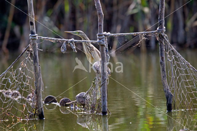 Kwak (Nycticorax nycticorax)