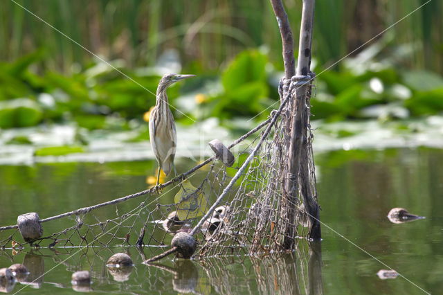 Night Heron (Nycticorax nycticorax)