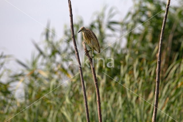 Night Heron (Nycticorax nycticorax)