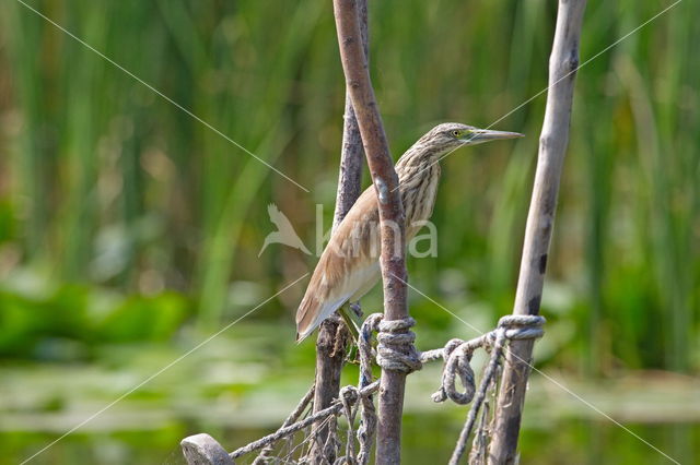 Night Heron (Nycticorax nycticorax)