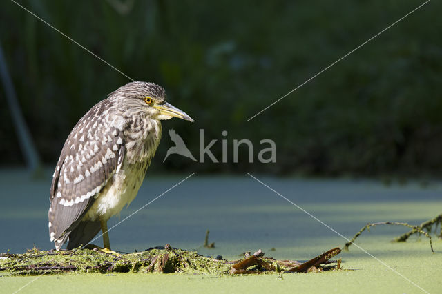 Kwak (Nycticorax nycticorax)