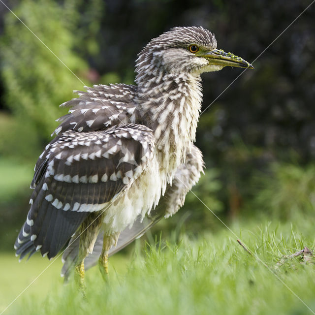 Night Heron (Nycticorax nycticorax)