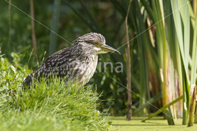 Night Heron (Nycticorax nycticorax)