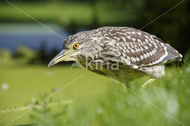 Kwak (Nycticorax nycticorax)