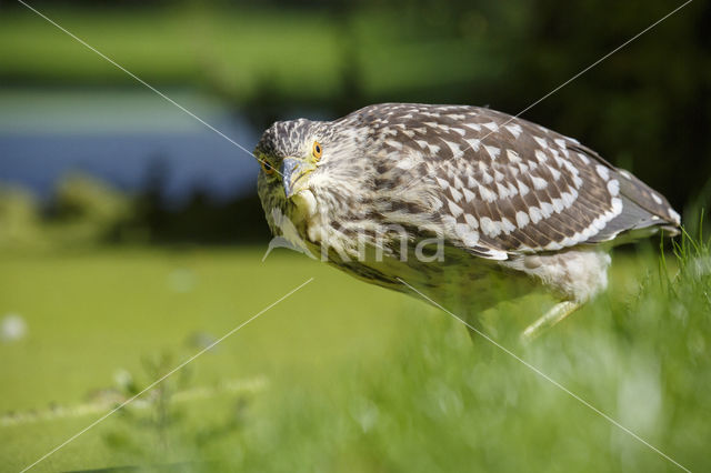 Kwak (Nycticorax nycticorax)