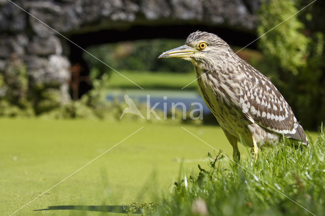 Night Heron (Nycticorax nycticorax)