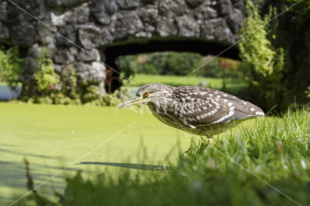 Night Heron (Nycticorax nycticorax)