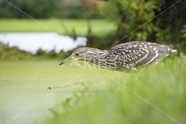 Night Heron (Nycticorax nycticorax)