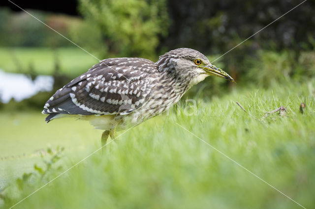 Night Heron (Nycticorax nycticorax)