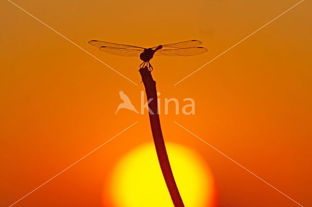 Dragonflies (Odonata)