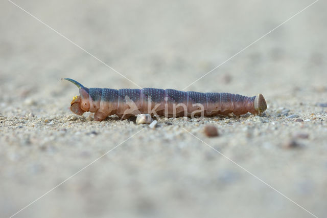 Lime Hawk-moth (Mimas tiliae)