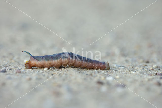 Lime Hawk-moth (Mimas tiliae)