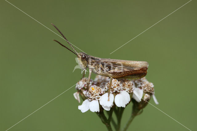 Upland Field Grasshopper (Chorthippus apricarius)