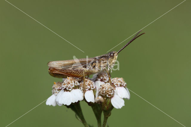 Upland Field Grasshopper (Chorthippus apricarius)