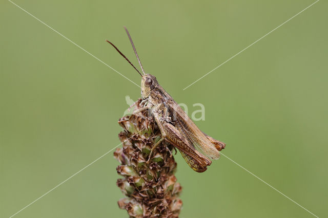 Locomotiefje (Chorthippus apricarius)