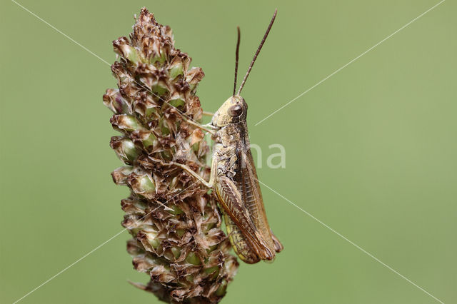 Locomotiefje (Chorthippus apricarius)