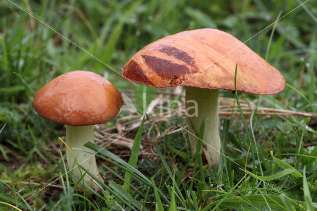 Melkboleet (Suillus granulatus)