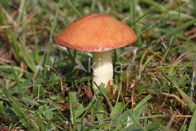 Weeping bolete (Suillus granulatus)