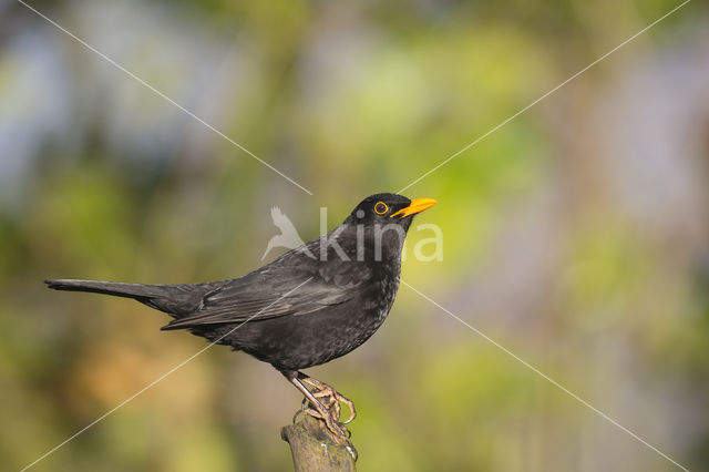 Eurasian Blackbird (Turdus merula)