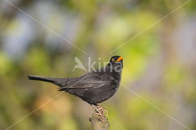 Eurasian Blackbird (Turdus merula)