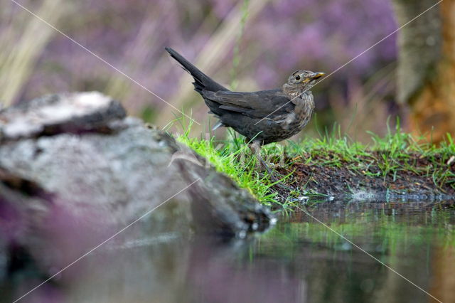 Eurasian Blackbird (Turdus merula)