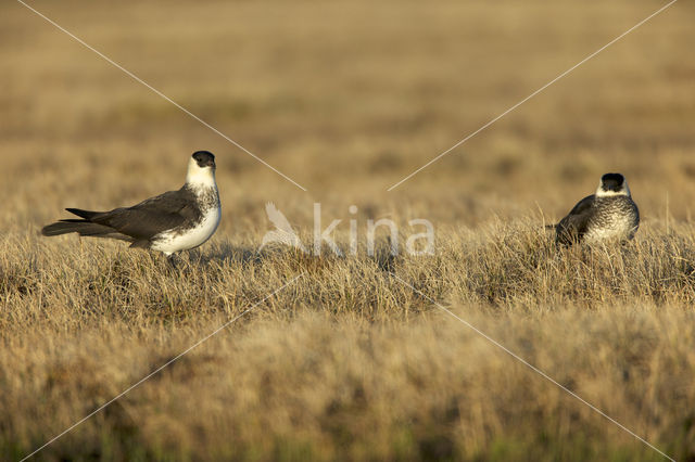 Middelste Jager (Stercorarius pomarinus)