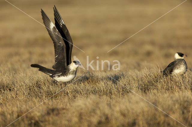 Pomarine Jaeger (Stercorarius pomarinus)