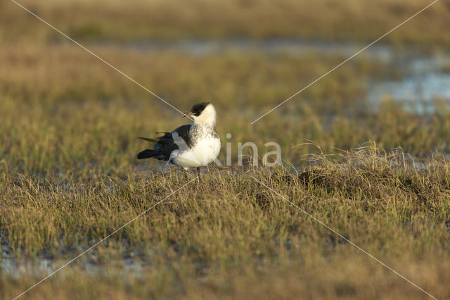 Middelste Jager (Stercorarius pomarinus)