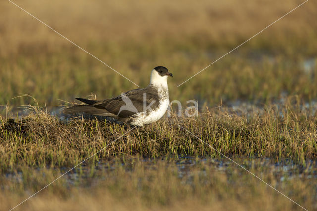 Pomarine Jaeger (Stercorarius pomarinus)
