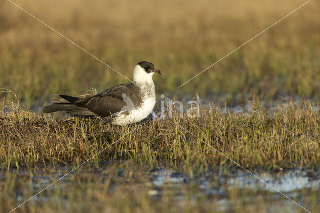 Pomarine Jaeger (Stercorarius pomarinus)