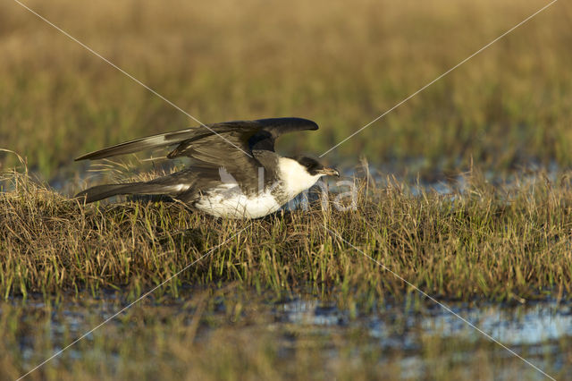 Pomarine Jaeger (Stercorarius pomarinus)