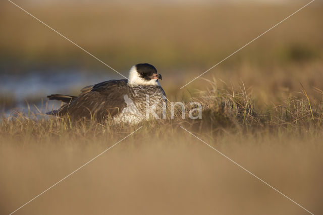 Pomarine Jaeger (Stercorarius pomarinus)