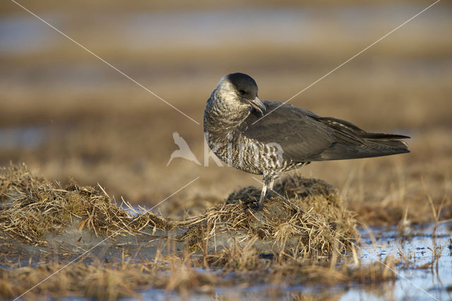 Middelste Jager (Stercorarius pomarinus)