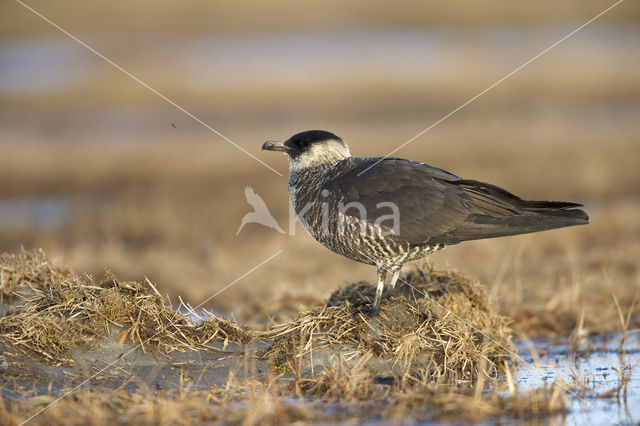 Pomarine Jaeger (Stercorarius pomarinus)