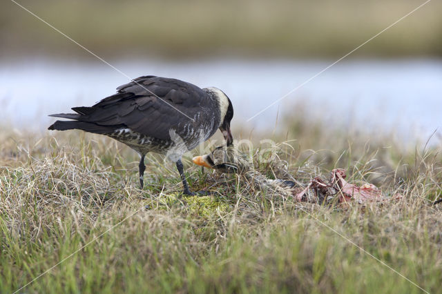 Pomarine Jaeger (Stercorarius pomarinus)