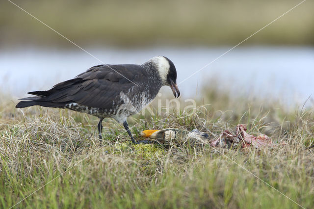 Middelste Jager (Stercorarius pomarinus)