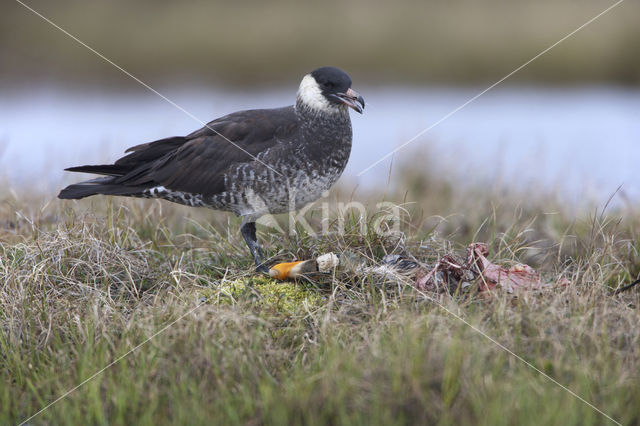 Pomarine Jaeger (Stercorarius pomarinus)