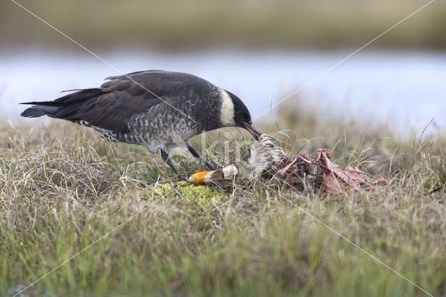Pomarine Jaeger (Stercorarius pomarinus)